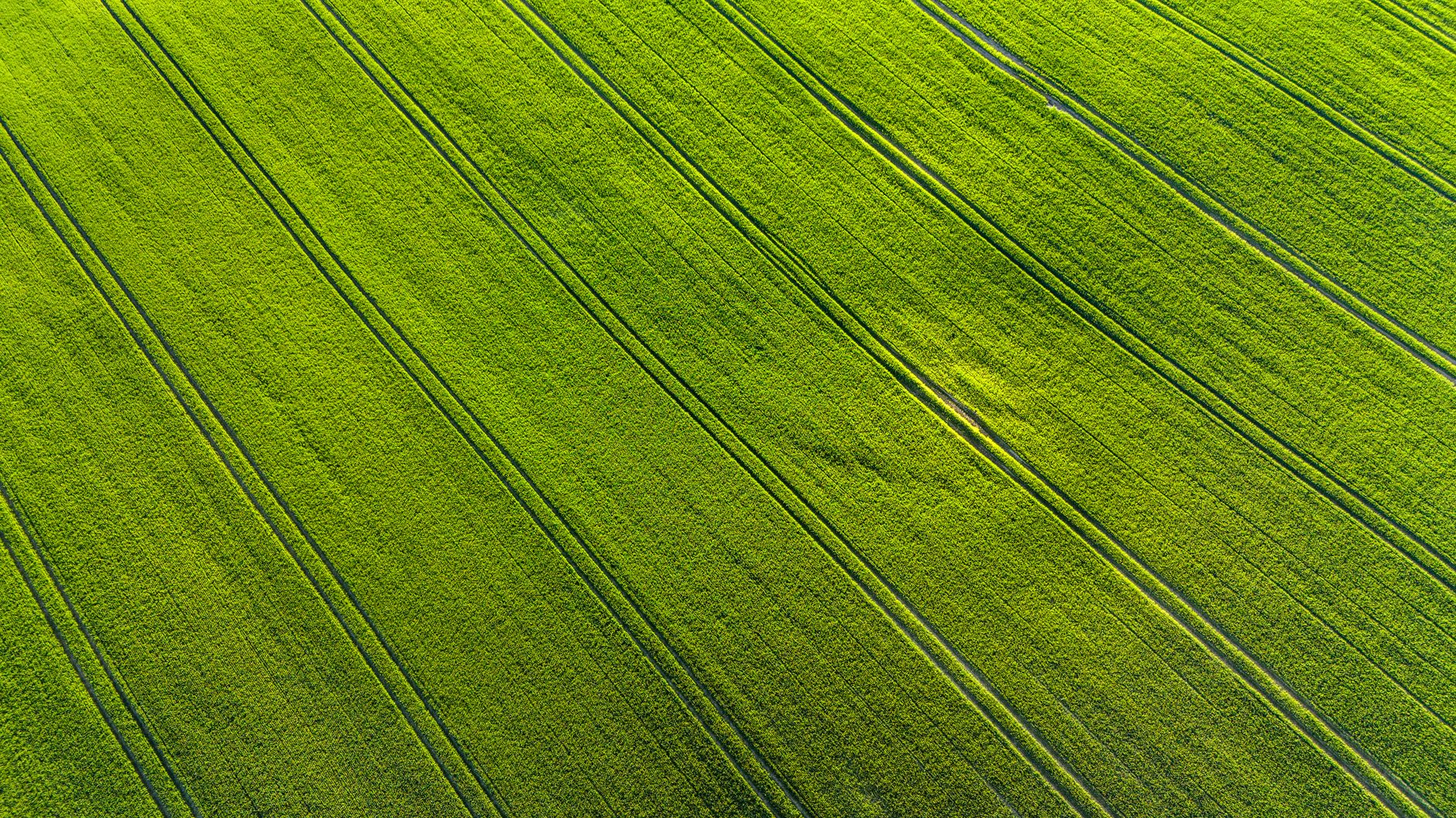 Aerial view of crop fields