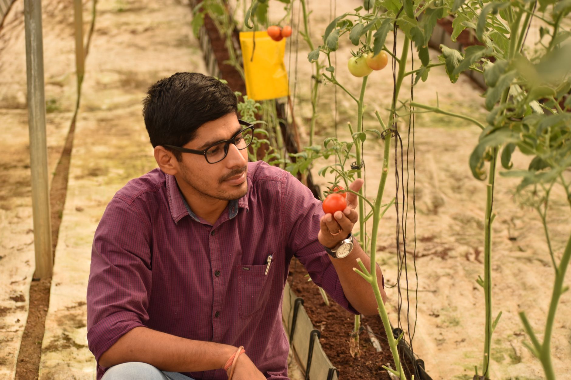Agronomist inspecting a crop