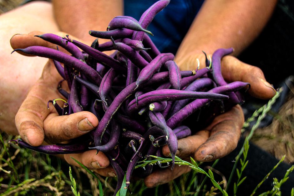 Hands holding a fresh harvest