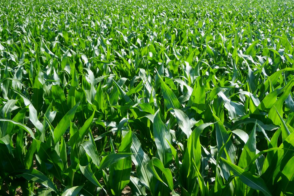 Maize field