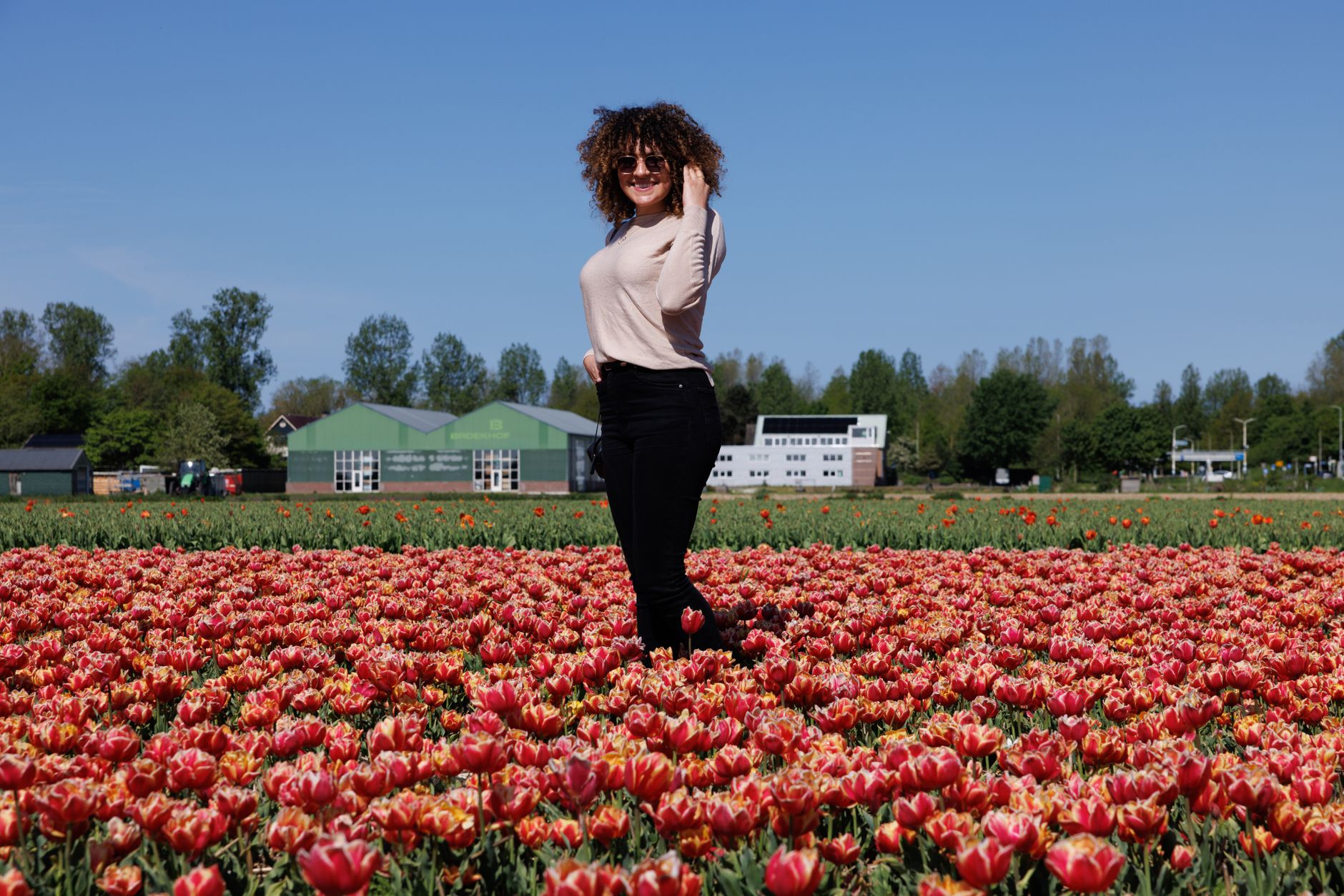 Tulip fields in the Netherlands
