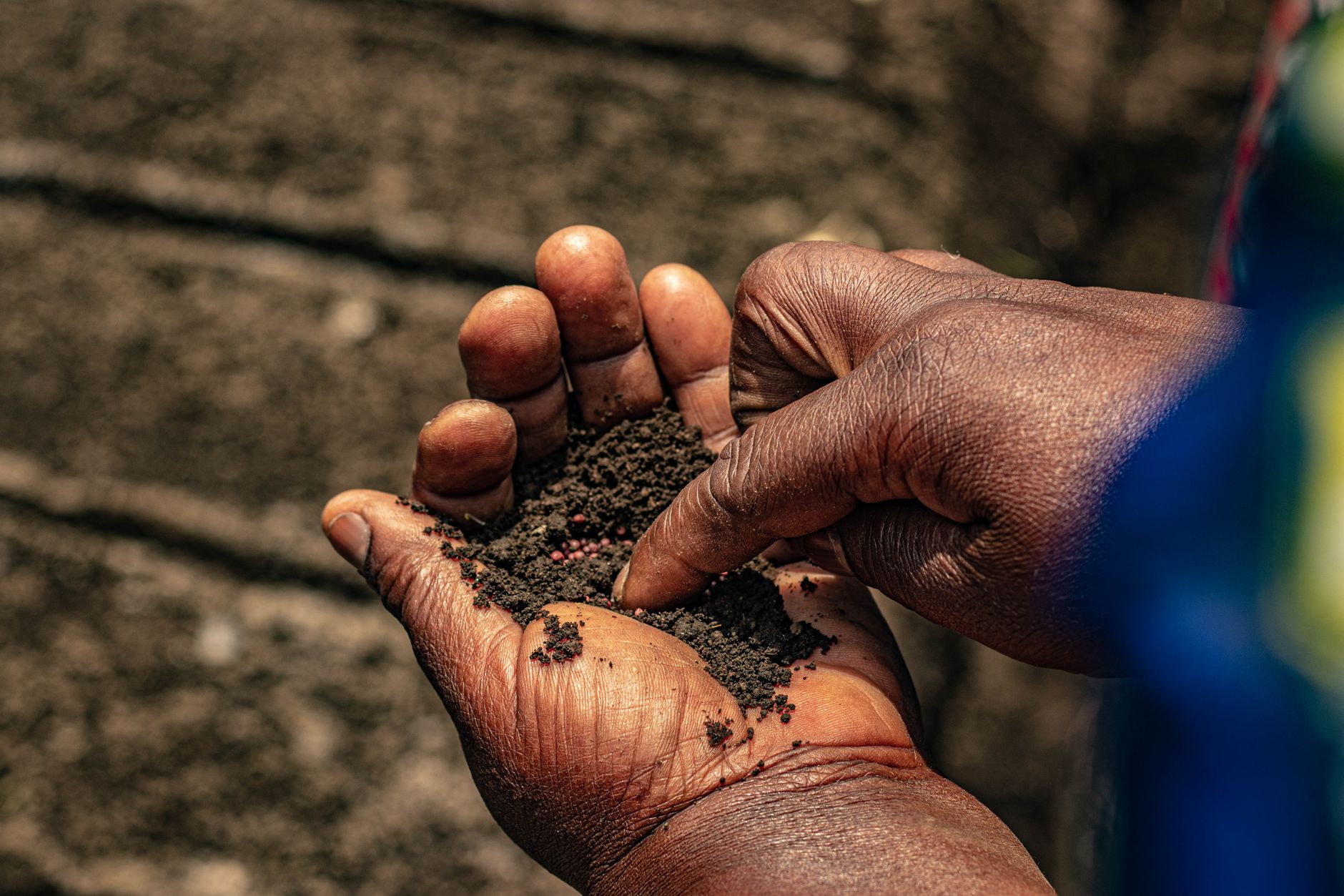 Hands holding soil
